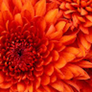 Meet your Posher, Sylvia